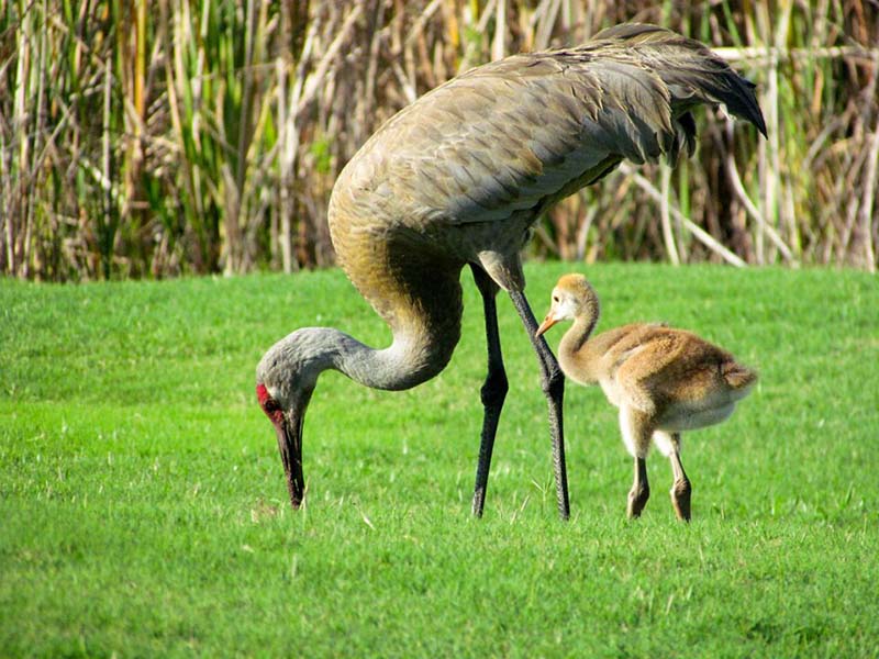 A sandhill crane and chick in the conservation area at Watersong Resort