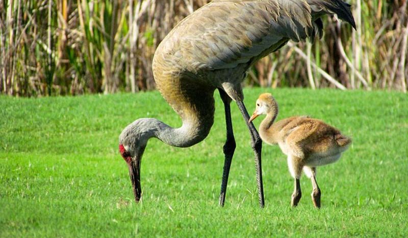 Watersong Cranes Davenport Florida